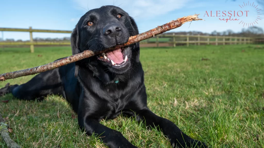 (Lab with a stick in its mouth): "Labrador with a stick, highlighting how long do Labs live when staying playful."