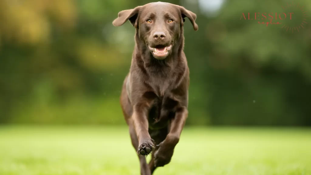 Labrador enjoying a run, a glimpse into how long do Labs live when kept healthy.